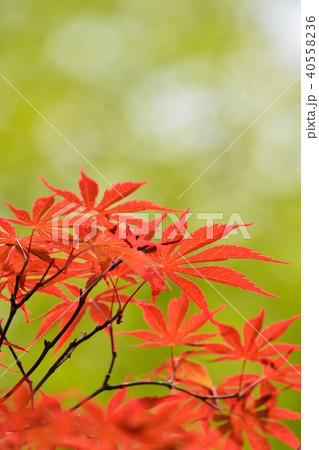 ベニカガミの若葉 40558236