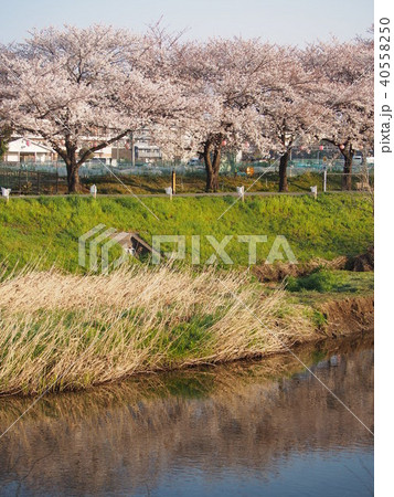 黒目川桜並木 40558250