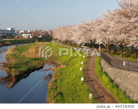 黒目川桜並木 黒目川桜並木 40558400