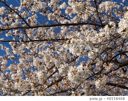 黒目川桜並木 黒目川桜並木 40558408