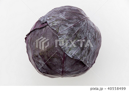 紫キャベツ 40558499