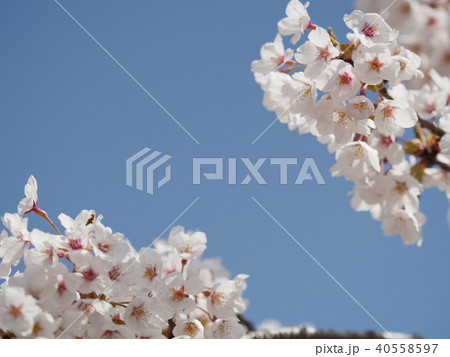 満開のさくら　神河町太田ダムの桜 40558597
