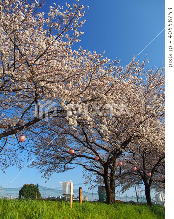 黒目川桜並木 40558753