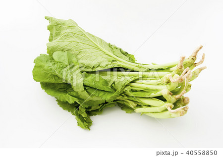 カラシナ 40558850