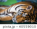Tiger sleep 40559010