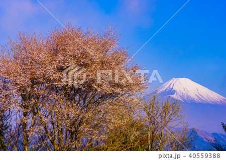 神奈川県 まめ桜が美しい 箱根大観山から富士山の写真素材