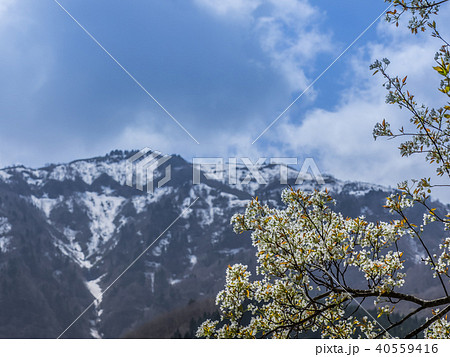 山桜と残雪の氷ノ山 山桜と残雪の氷ノ山 40559416