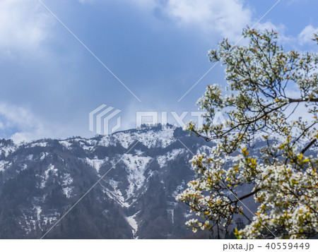 山桜と残雪の氷ノ山 40559449