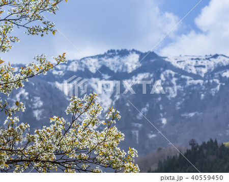 山桜と残雪の氷ノ山 山桜と残雪の氷ノ山 40559450
