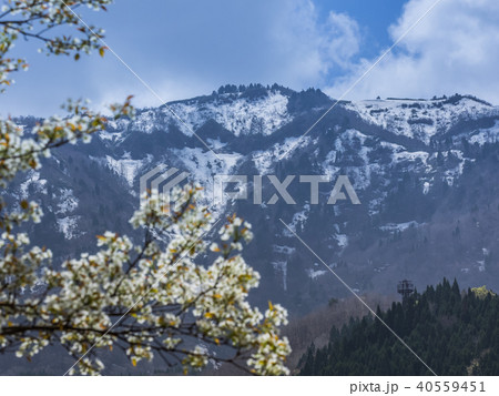山桜と残雪の氷ノ山 山桜と残雪の氷ノ山 40559451