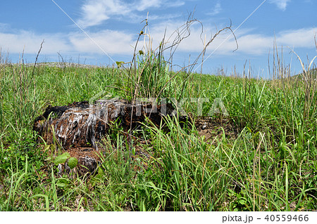 秋吉台　良悟松 40559466