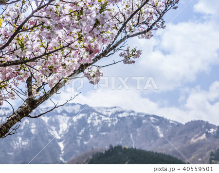 山桜と残雪の氷ノ山 山桜と残雪の氷ノ山 40559501