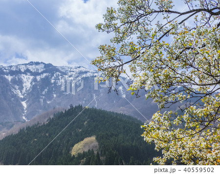 山桜と残雪の氷ノ山 40559502