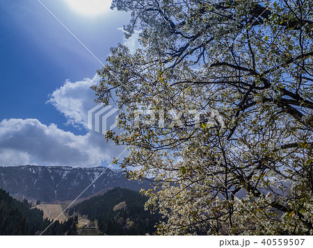 山桜と残雪の氷ノ山 40559507