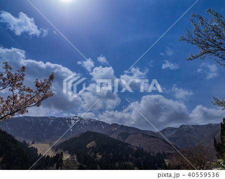 山桜と残雪の氷ノ山 40559536