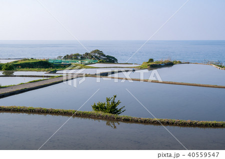 袖志の棚田 袖志の棚田 40559547