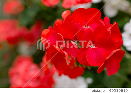 ゼラニウム 40559610