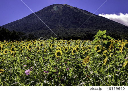 大山とひまわり畑の写真 高画質で印刷用の写真素材