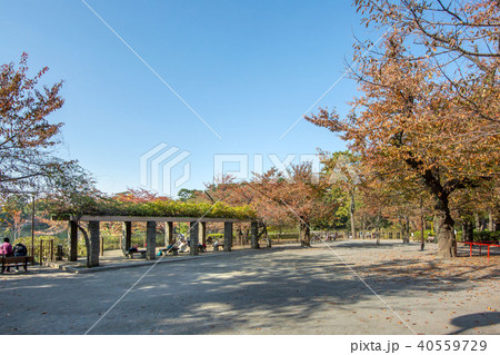 東京都大田区南千束の洗足池公園 40559729