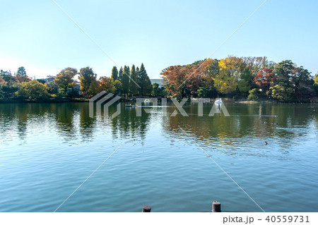 洗足池公園 40559731