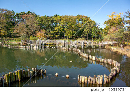 洗足池公園 洗足池公園 40559734