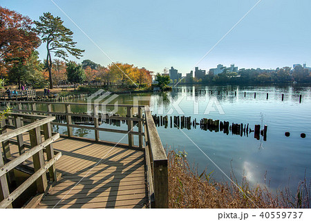 洗足池公園 洗足池公園 40559737