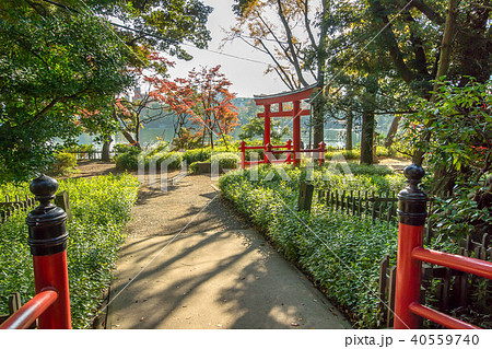 東京都大田区の洗足池公園 東京都大田区の洗足池公園 40559740