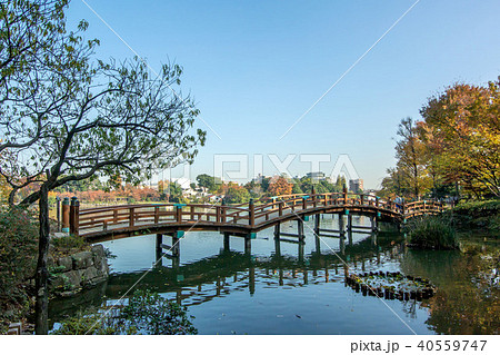 東京都大田区南千束の洗足池公園 東京都大田区南千束の洗足池公園 40559747