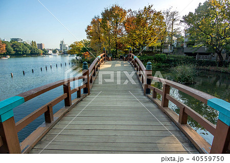 東京都大田区南千束の洗足池公園 東京都大田区南千束の洗足池公園 40559750