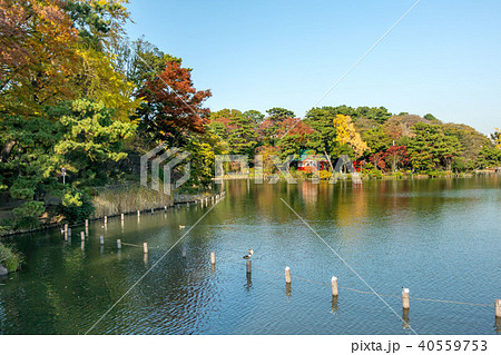 洗足池公園 洗足池公園 40559753