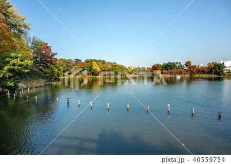 洗足池公園 40559754