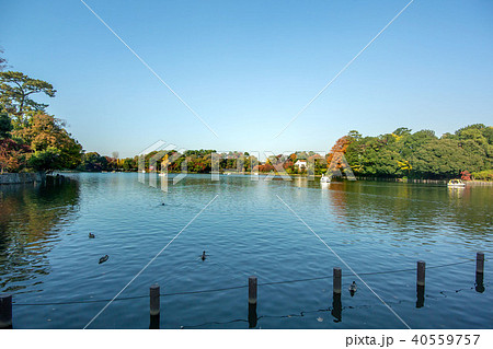 東京都大田区南千束の洗足池公園 東京都大田区南千束の洗足池公園 40559757