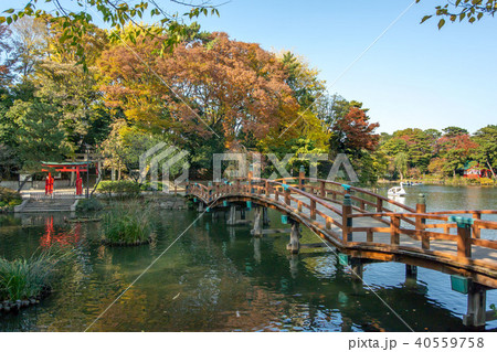 東京都大田区南千束の洗足池公園 40559758