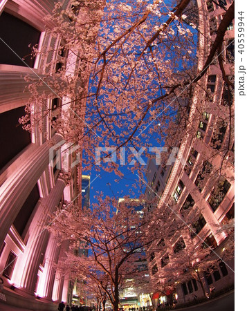 日本橋桜フェスティバル 日本橋桜フェスティバル 40559944