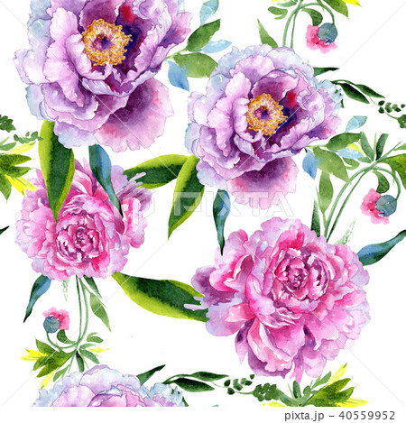 Wildflower peony pink flower pattern in a watercolor style. 40559952