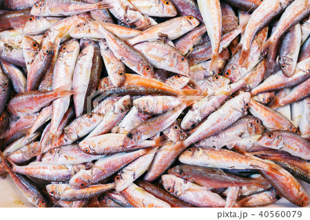 Fresh red snapper fish in market. Fresh red snapper fish in market. 40560079