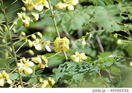 ジャケツイバラ 40560256