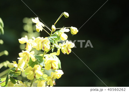 ジャケツイバラ ジャケツイバラ 40560262