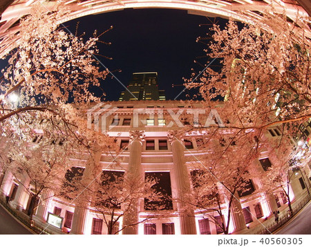 日本橋桜フェスティバル 40560305