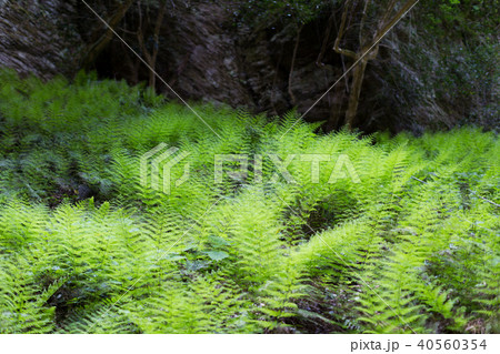 シダの葉 40560354