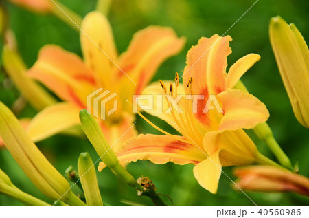 ニッコウキスゲ キスゲ デイリリー 40560986