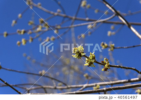 barely opened maple buds 40561497