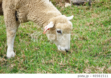 羊 ひつじ ヒツジ 40561511