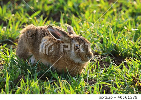 Adult hare Lepus europaeus 40561579