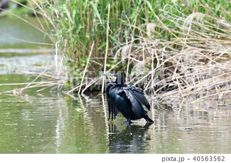 カワウ カワウ 40563562