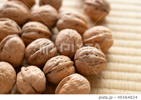 くるみ シナノグルミ くるみ シナノグルミ 40564024