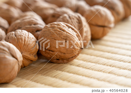 くるみ シナノグルミ くるみ シナノグルミ 40564028