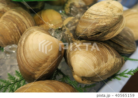 ほっき貝 40565159