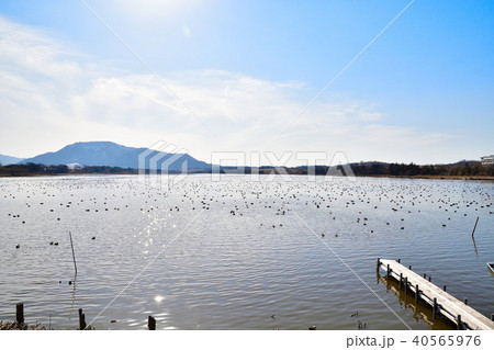 佐潟（新潟県） 40565976