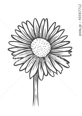 Black And White Daisy Flowerのイラスト素材